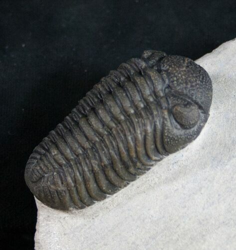 Phacops Trilobite From Morocco #9252